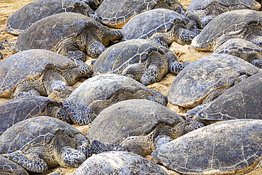 Numerous Green sea turtles (Chelonia mydas) sleeping on the sand on the beach; Kihei, Maui, Hawaii, United States of America