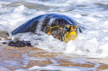 A Green sea turtle (Chelonia mydas) on the beach in the surf; Kihei, Maui, Hawaii, United States of America