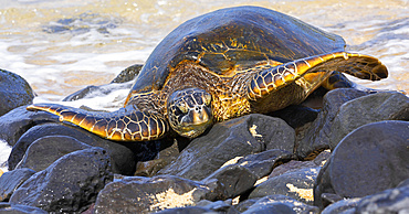 A Green sea turtle (Chelonia mydas) on the rocks on a beach; Kihei, Maui, Hawaii, United States of America