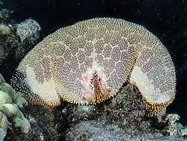 Lateral view of a Cushion Star (Culcita novaeguineae) resting on a reef off Maui; Maui, Hawaii, United States of America