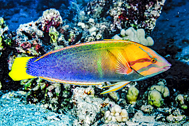 Portrait of a male Yellowtail Coris (Coris gaimard) taken while scuba diving the Kona coast; Big Island of Hawaii, Hawaii, United States of America