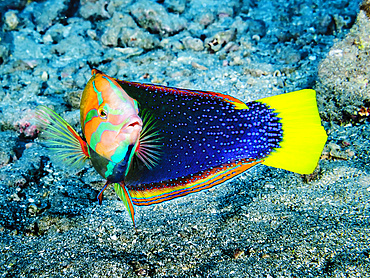 This Yellowtail Coris (Coris gaimard) male turned towards me while scuba diving at Maui; Molokini Crater, Maui, Hawaii, United States of America