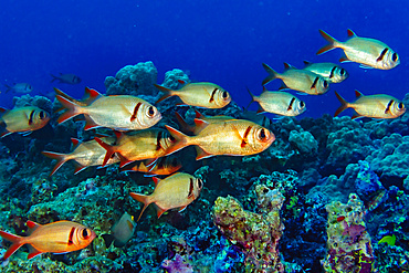 Pearly Soldierfish (Myripristis kuntee) schooling near a reef just offshore of Maui; Hawaii, United States of America