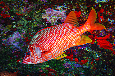 Saber Squirrelfish (Sargocentrum spiniferum) at the backwall of Molokini Crater; Molokini Crater, Maui, Hawaii, United States of America