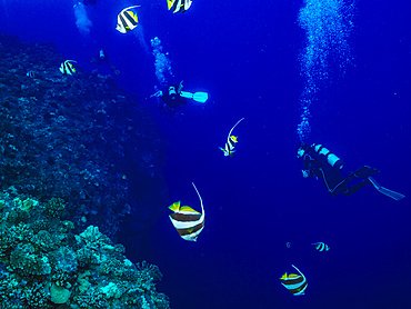 Scuba divers swim through Pennant Butterflyfish (Heniochus diphreutes) feeding on zooplankton off the backwall of Molokini Crater near Maui Island; Molokini Crater, Maui, Hawaii, United States of America