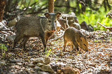 Female Javalina, or Collared Peccary (Pecari tajacu), with young foraging for acorns at Cave Creek Ranch in the Chiricahua Mountains near Portal; Arizona, United States of America