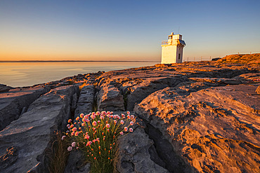 Flowers between the cracks of the Burren limestone with Black Head Lighthouse in the background and the Atlantic ocean at sunset in summer; County Clare, Ireland