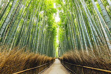 Kameyama bamboo forest; Kyoto, Kansai, Japan