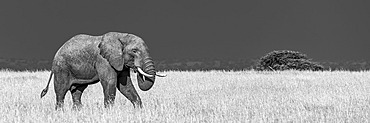 An African bush elephant (Loxodonta africana) in the savannah walks through long, golden grass that contrasts with the dark blue storm clouds behind. It has grey, wrinkled skin and is feeding itself with its trunk. Shot with a Nikon D810 at Klein's Camp, Serengeti National Park; Tanzania