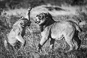 A lioness (Panthera leo) is about to slap a male lion with its paw after mating. They both have golden coats and are standing on a patch of burnt grass in the warm evening light. Shot with a Nikon D810 in the Serengeti; Tanzania