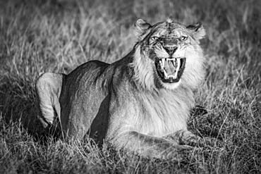 A male lion (Panthera leo) shows the Flehmen response by opening his mouth wide as if he were roaring. He has a golden coat that glows in the warm early morning light. Shot with a Nikon D850 in Serengeti National Park; Tanzania