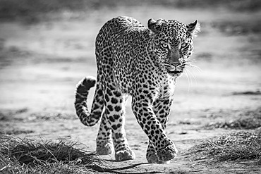 A leopard (Panthera pardus) walks towards the camera on a sandy track. It has black spots on its brown fur coat and is raising its paw to take the next step. Shot with a Nikon D850 in the Masai Mara; Kenya