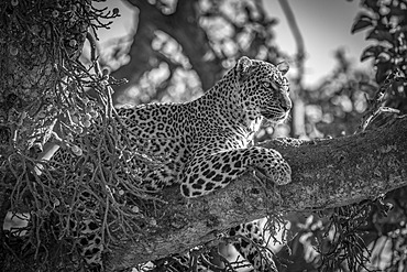 A leopard (Panthera pardus) lies on the branch of a tree with its head up. It has black spots on its brown fur coat and is looking for prey. Shot with a Nikon D850 in the Masai Mara; Kenya