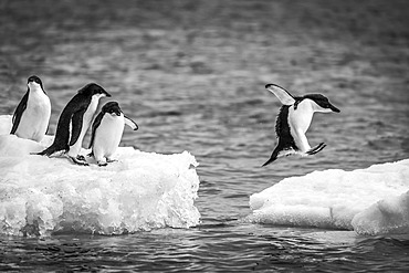 Three Adelie penguins (Pygoscelis adeliae) watch another jumping between two ice floes. They have black heads and backs with white bellies. Shot with a Nikon D810 on Brown Bluff; Antarctica