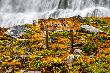 Dynjandi (also known as Fjallfoss) is a series of waterfalls located in the Westfjords, Iceland. The waterfalls have a total height of 100 metres; Isafjardarbaer, Westfjords, Iceland