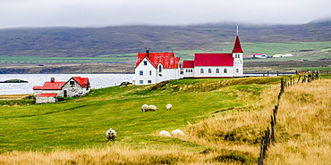 Pastoral scene with grazing sheep (Ovis aries) in the foreground and red roofs on a church and farm buildings along the fjord; Strandabyggo, Westfjords, Iceland