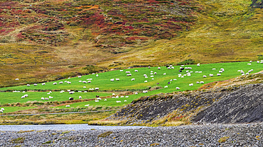 A flock of sheep (Ovis aries) grazing on lush, green farmland; Sudavik, Westfjords, Iceland