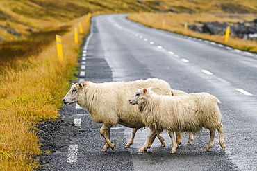 Two white sheep (Ovis aries) crossing a road; Sudavik, Westfjords, Iceland