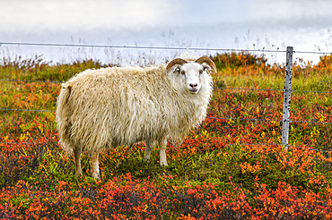 Sheep (Ovis aries) standing on colourful foliage looking at the camera; Norourping, Northeastern Region, Iceland