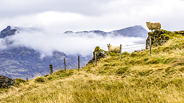 Two sheep (Ovis aries) stand on rocky outcrops on a hillside looking out at the landscape; Rangarping eystra, Southern Region, Iceland