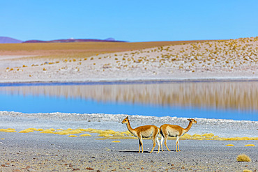 Vicunas (Vicugna vicugna) near a lake in the Altiplano; Potosi, Bolivia