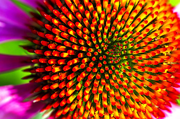 Extreme close-up of echinacea stamens in full bloom; Calgary, Alberta, Canada