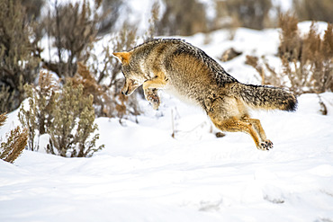 Coyote (Canis latrans) leaps in the air while hunting mice in Yellowstone National Park; Wyoming, United States of America