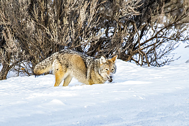 Coyote (Canis latrans) with a freshly captured vole in its mouth in Yellowstone National Park; Wyoming, United States of America