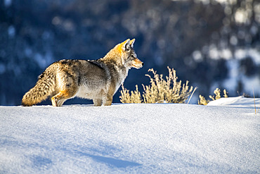 Coyote (Canis latrans) standing in deep snow in Yellowstone National Park; Wyoming, United States of America