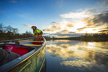 Dog on front of canoe paddling on a river at sunset; Castleconnel, County Limerick, Ireland