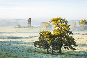 Two trees and an old castle ruin in fog and frost on a winter morning; Clonlara, County Clare, Ireland