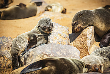 Cape Fur Seals (Arctocephalus pusillus) sleeping in the sun, Cape Cross Seal Reserve, Skeleton Coast; Namibia