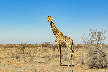 Giraffe (Giraffa), Etosha National Park; Namibia