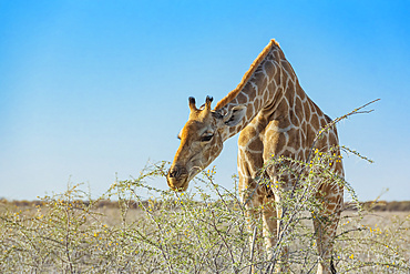 Giraffe (Giraffa) eating foliage from a plant, Etosha National Park; Namibia