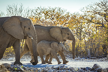 African Elephant family (Loxodonta), Etosha National Park; Namibia