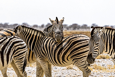 Herd of Plains Zebra (Equus quagga), Etosha National Park; Namibia