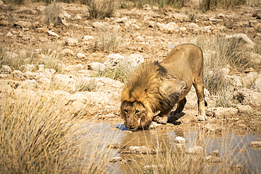 Lion (Panthera leo) drinking at a waterhole, Etosha National Park; Namibia