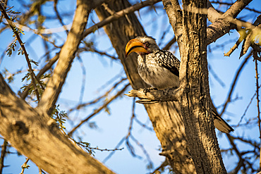 Southern Yellow-billed Hornbill (Tockus leucomelas), Etosha National Park; Namibia