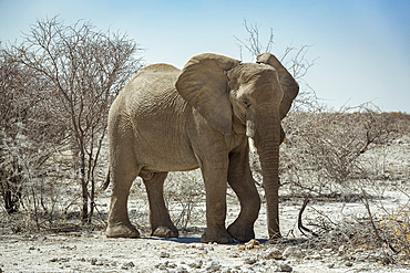 African Elephant (Loxodonta), Etosha National Park; Namibia