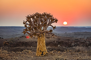 Quiver Tree (Aloidendron dichotomum), Hardap Resort, Hardap Region; Namibia