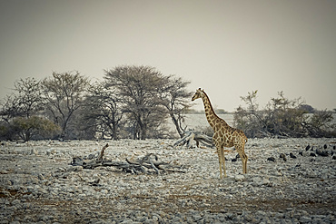 Giraffe and Helmeted Guineafowl (Numida meleagris), Etosha National Park; Namibia