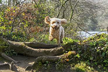 Blond cockapoo leaping in the air over logs and tree roots on a trail by the water; Sunderland, Tyne and Wear, England