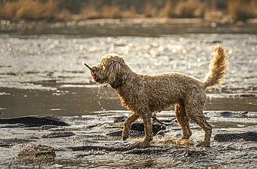 Wet dog with a stick in it's mouth walks beside a river on the muddy shore; Ravensworth, North Yorkshire, England