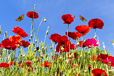 Butterflies flying over red poppies; Whitburn, Tyne and Wear, England