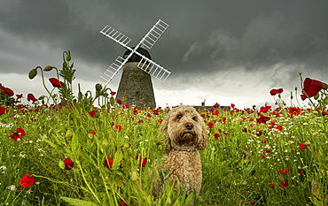 A cute Cockapoo dog sits in a poppy field in the foreground with the Whitburn Windmill in the background; Whitburn, Tyne and Wear, England