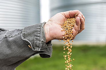 A farmer pouring a handful of harvested wheat; Alberta, Canada