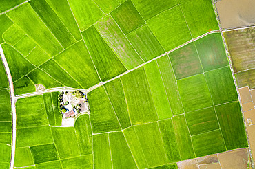 Drone view of bright green, lush rice fields; Ha Giang Province, Vietnam