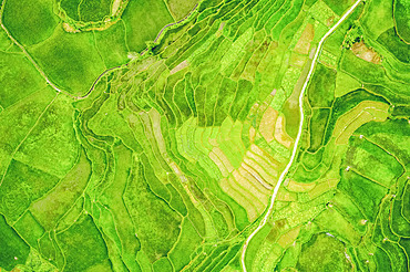 Drone view of bright green, lush rice terraces; Ha Giang Province, Vietnam