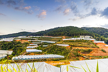 Lush foliage and mountains in Southeast Asia; Da Lat, Lam Dong Province, Vietnam