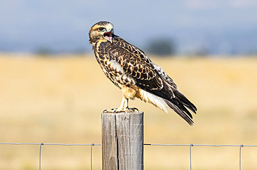 Red-tailed hawk (Buteo jamaicensis) standing on a wooden fence post; Fort Collins, Colorado, United States of America